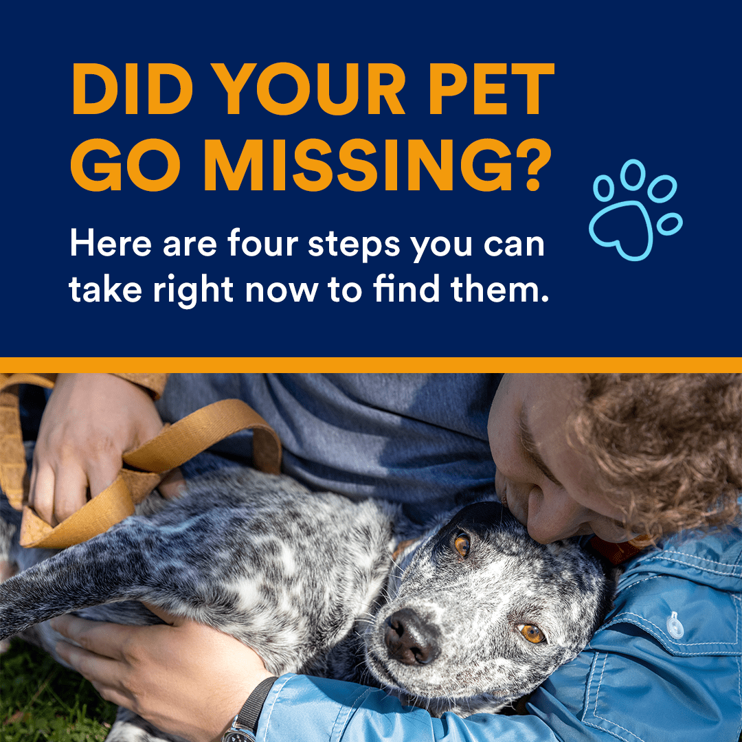 PLostPetPreventionMonth_InfoCarousel_Cover-Dog Opens in new window