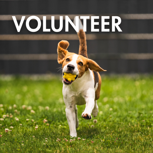 Volunteer - picture of a Beagle retrieving a toy