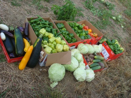 Assorted vegetables after harvesting